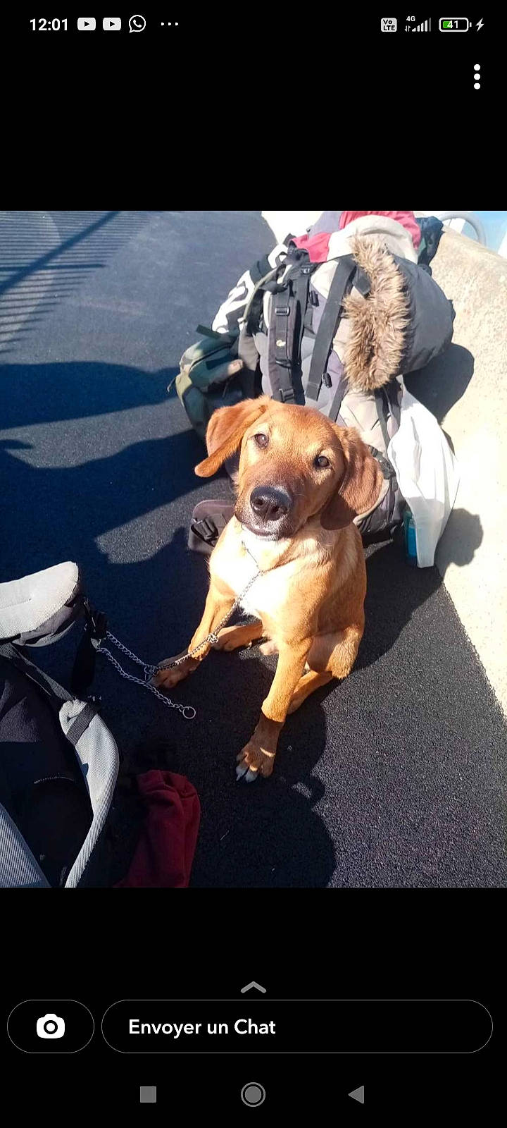 Avoï participe au concours pour gagner de l'argent avec cette photo : bag, carnivore, collar, companion_dog, dog, dog_breed, dog_clothes, dog_collar, dog_supply, fawn, fur, hat, leash, paw, sporting_group, sunglasses, toy_dog, vehicle_door, whiskers, working_animal