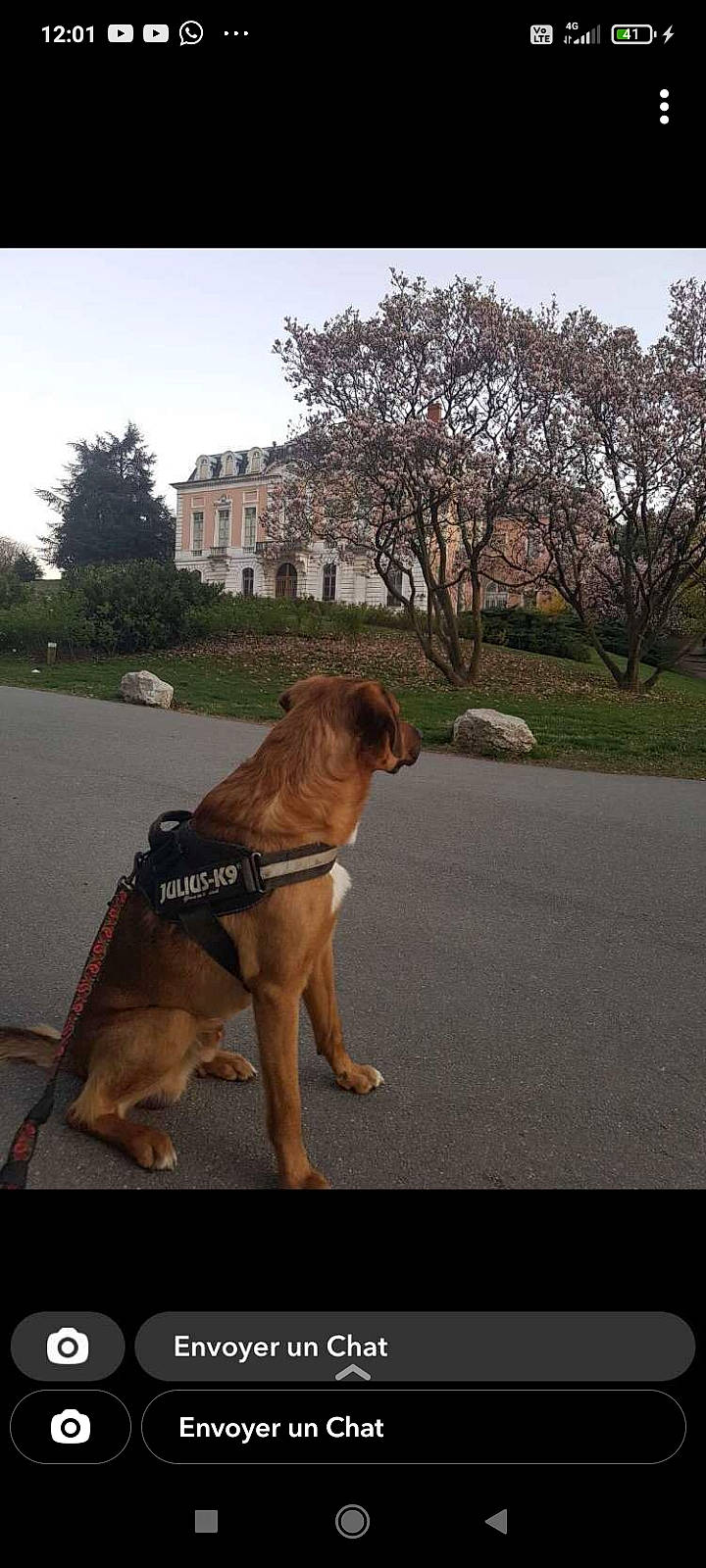 Avoï a rejoint le concours — aidez-le/la à gagner de superbes lots ! airedale_terrier, asphalt, building, carnivore, cloud, collar, companion_dog, dog, dog_breed, dog_collar, fawn, leash, plant, road_surface, sky, snout, tail, tree, window, working_animal