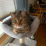Fredo joined the competition — help win amazing prizes! animal, blind, bookshelf, cat, cat_tree, cozy, curious, ears, eyes, face, furniture, indoor, looking, perched, pet, plant, soft, tabby, whiskers, window