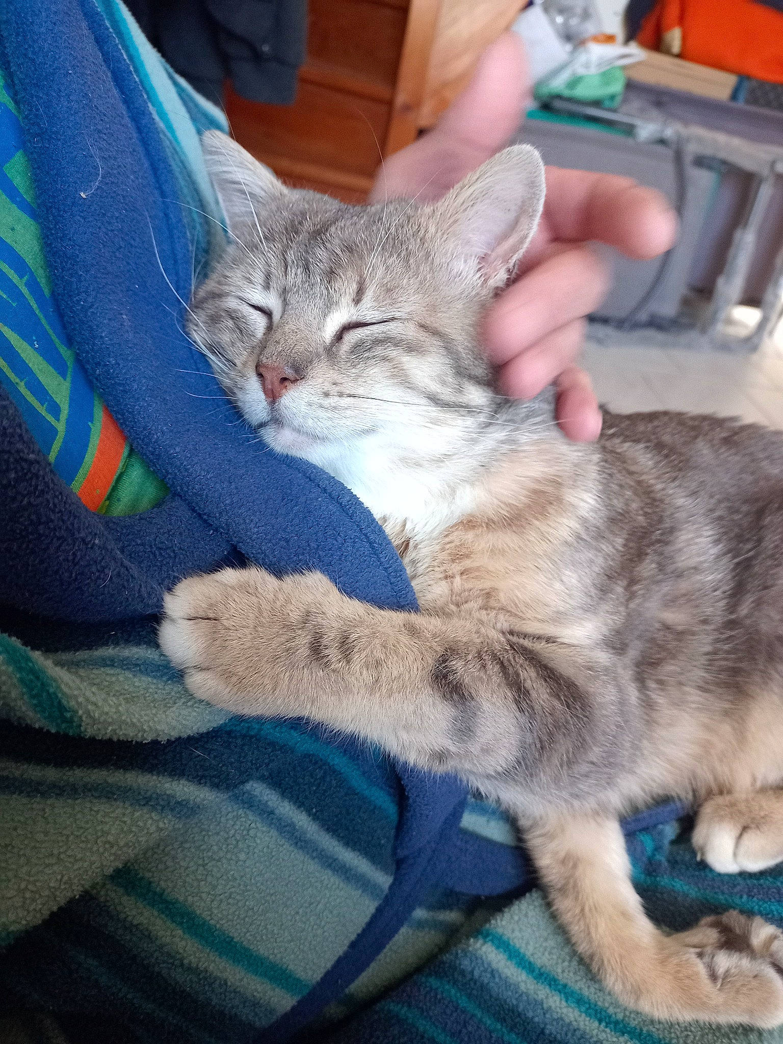 Shamalow a rejoint le concours — aidez-le/la à gagner de superbes lots ! carnivore, cat, claw, comfort, domestic_short_haired_cat, fawn, felidae, fur, gesture, lap, paw, sitting, small_to_medium_sized_cats, tail, whiskers