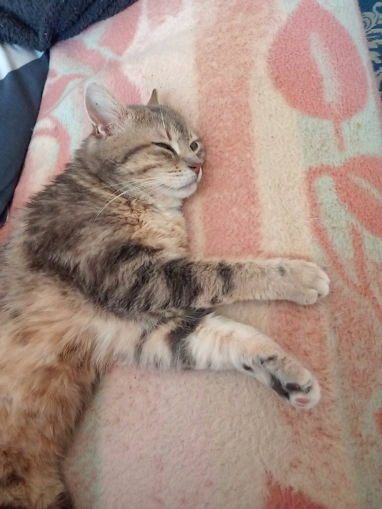 Shamalow a rejoint le concours — aidez-le/la à gagner de superbes lots ! carnivore, cat, claw, comfort, domestic_short_haired_cat, fawn, felidae, foot, fur, grey, human_leg, maine_coon, paw, small_to_medium_sized_cats, tail, terrestrial_animal, thigh, whiskers