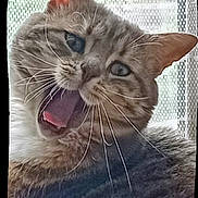 Shamalow participe au concours pour gagner de l'argent avec cette photo : animal, cat, close_up, curtain, cute, domestic_animal, ears, expression, face, feline, fur, indoor, mesh, mouth_open, pet, portrait, soft_light, tabby, whiskers, yawning