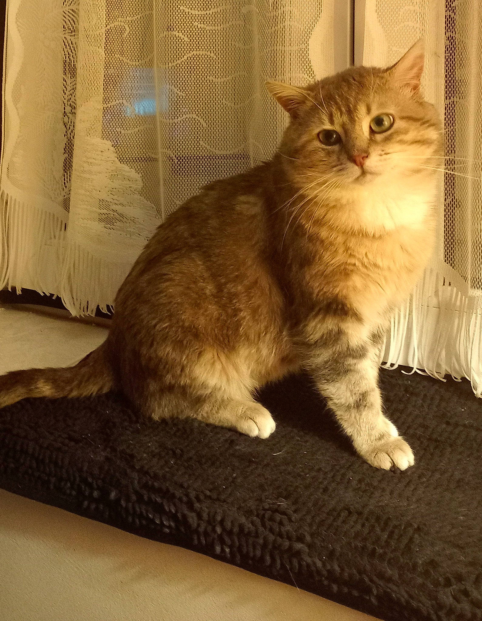 Shamalow a rejoint le concours — aidez-le/la à gagner de superbes lots ! carnivore, cat, cat_supply, claw, comfort, domestic_short_haired_cat, fawn, felidae, flooring, fur, hardwood, paw, sitting, small_to_medium_sized_cats, tail, terrestrial_animal, whiskers, window, wood