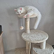 Yota a rejoint le concours — aidez-le/la à gagner de superbes lots ! cat, white_cat, fluffy, long_hair, pet, animal, feline, lounging, sleepy, relaxed, cat_tree, scratching_post, hanging_toy, paw, tail, pink_nose, pink_paws, indoors, wall, home_decor