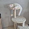 cat, white_cat, fluffy, long_hair, pet, animal, feline, lounging, sleepy, relaxed, cat_tree, scratching_post, hanging_toy, paw, tail, pink_nose, pink_paws, indoors, wall, home_decor