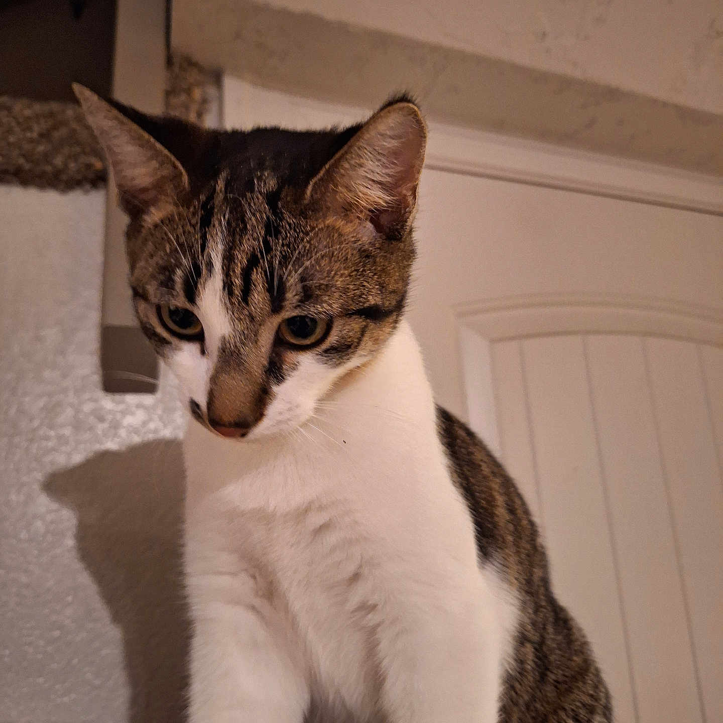 Kitty