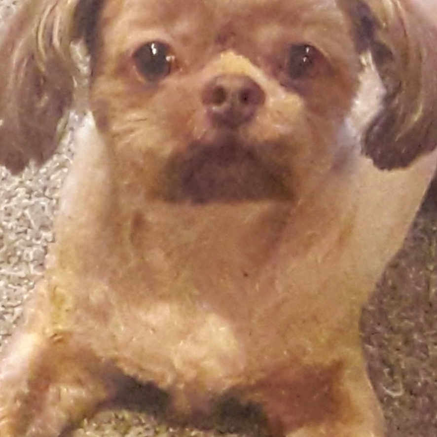 Buddy