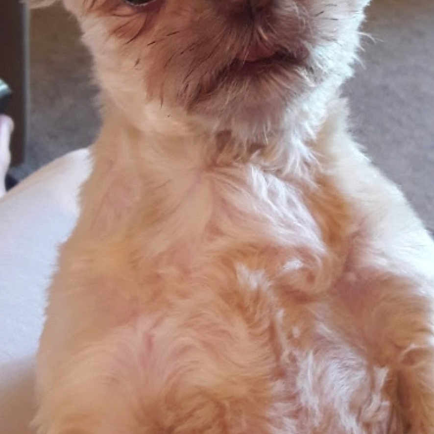 Daisy is registered to the contest to win money with this photo: affenpinscher, animal, bulldog, canine, chihuahua, dog, eskimodog, pet, poodle, puppy, terrier, whitedog