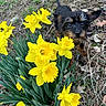 Millie joined the competition — help win amazing prizes! animal, black_and_brown, brown_leaves, closeup, curious, cute, dog, earth, flowers, garden, grass, green_leaves, nature, outdoor, pet, plant, puppy, small_dog, spring, yellow_daffodils