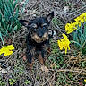 animal, black_and_brown, cute, daffodils, dog, dried_grass, ears, eyes, grass, ground, leaves, nature, outdoor, pet, plants, puppy, scruffy, small_dog, spring, yellow_flowers