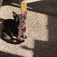 Raven is registered to the contest to win money with this photo: cat, black_cat, pet, indoor, carpet, sunlight, shadow, yellow_eyes, collar, wooden_leg, feline, animal, relaxing, cute, domestic_animal, fur, whiskers, sitting, sunbeam, cozy