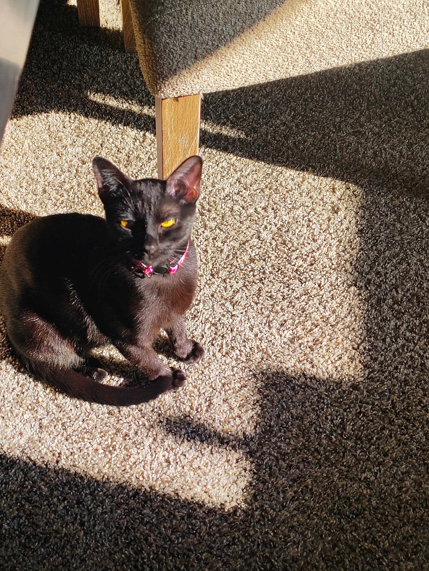 Raven is registered to the contest to win money with this photo: cat, black_cat, pet, indoor, carpet, sunlight, shadow, yellow_eyes, collar, wooden_leg, feline, animal, relaxing, cute, domestic_animal, fur, whiskers, sitting, sunbeam, cozy