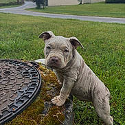 Aston participe au concours pour gagner de l'argent avec cette photo : canine, closeup, curious, dog, ears, grass, greenery, house, manhole_cover, moss, nature, outdoor, pet, puppy, road, standing, suburban, tree, wrinkled_skin, young_dog