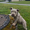 canine, closeup, curious, dog, ears, grass, greenery, house, manhole_cover, moss, nature, outdoor, pet, puppy, road, standing, suburban, tree, wrinkled_skin, young_dog