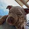 Aston a rejoint le concours — aidez-le/la à gagner de superbes lots ! animal, close_up, clouds, cushion, cute, daylight, dog, ears, gray, outdoor, paw, pet, portrait, puppy, relaxed, resting, sky, sleeping, snout, wooden_beam
