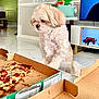 Zeus is registered to the contest to win money with this photo: dog, pizza, pizza_box, table, living_room, television, toy, floor, wall, furniture, curtain, cheese, pepperoni, margherita, snack, pet, indoor, small_dog, curious, home