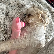 Zeus is registered to the contest to win money with this photo: dog, sleeping, plush_toy, pink, blanket, cozy, fur, cute, nap, pet, indoor, resting, soft, animal, companion, adorable, toy, relaxed, white_dog, comfort