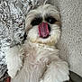 Zoey is registered to the contest to win money with this photo: dog, white_fur, tongue_out, lying_down, fluffy, pet, cute, cozy, blanket, paw, indoor, closeup, relaxed, animal, companion, fur, sleepy, tongue, cute_pet, resting