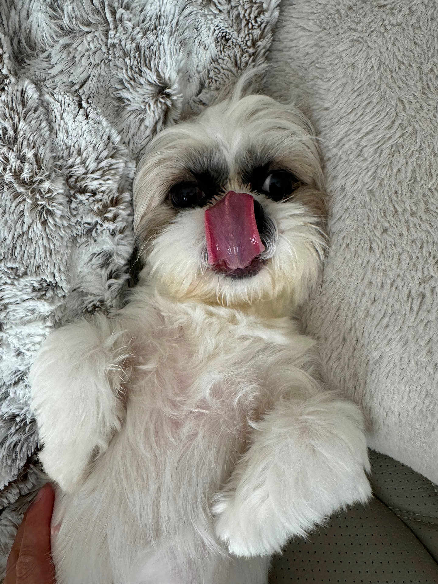 Zoey is registered to the contest to win money with this photo: dog, white_fur, tongue_out, lying_down, fluffy, pet, cute, cozy, blanket, paw, indoor, closeup, relaxed, animal, companion, fur, sleepy, tongue, cute_pet, resting