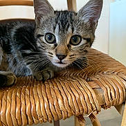 Tokyo a rejoint le concours — aidez-le/la à gagner de superbes lots ! abyssinian, angora, animal, armchair, basket, cat, chair, countryside, cushion, egyptiancat, furniture, hardwood, homedecor, kitten, manx, nature, outdoors, pet, straw, wood