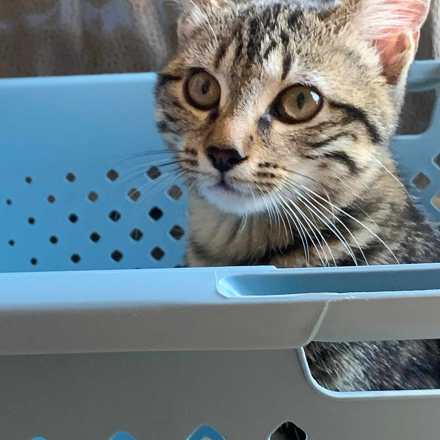 Tokyo participe au concours pour gagner de l'argent avec cette photo : abyssinian, animal, basket, bed, cat, crib, den, egyptiancat, furniture, indoors, infantbed, kitten, laundry, manx, ocelot, pet, shoppingbasket