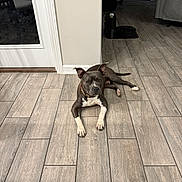 Zeus is registered to the contest to win money with this photo: dog, indoor, flooring, tile_floor, pet, canine, gray_dog, white_paws, relaxed, lying_down, ears_up, collar, door, furniture, vacuum_cleaner, living_room, wood_pattern, household, animal, pet_indoor