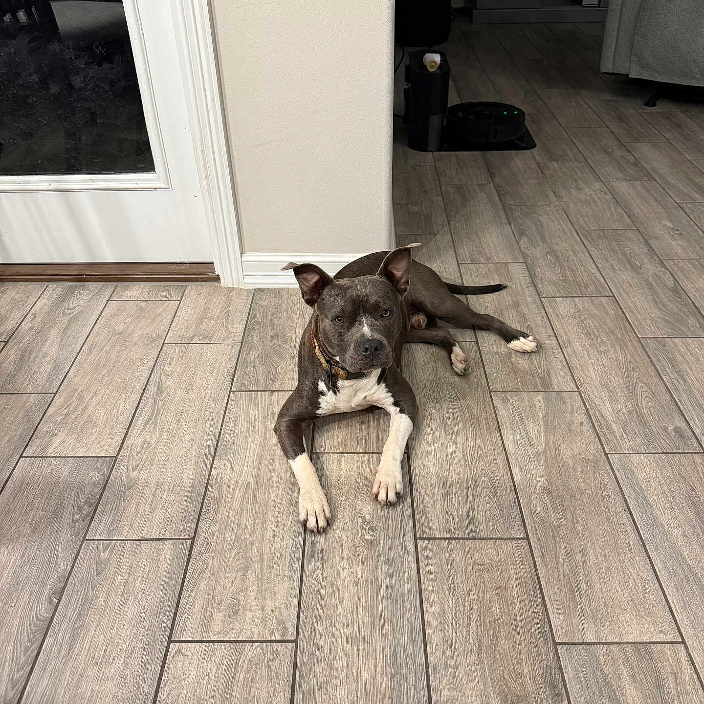 Zeus is registered to the contest to win money with this photo: animal, canine, collar, dog, door, ears_up, flooring, furniture, gray_dog, household, indoor, living_room, lying_down, pet, pet_indoor, relaxed, tile_floor, vacuum_cleaner, white_paws, wood_pattern