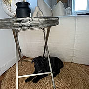 Hermès participe au concours pour gagner de l'argent avec cette photo : puppy, dog, black_dog, table, metal_table, rug, woven_rug, living_room, couch, pillows, globe, decor, window, curtains, floor, wood_floor, modern_interior, pet, indoor, cozy