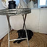 puppy, dog, black_dog, table, metal_table, rug, woven_rug, living_room, couch, pillows, globe, decor, window, curtains, floor, wood_floor, modern_interior, pet, indoor, cozy