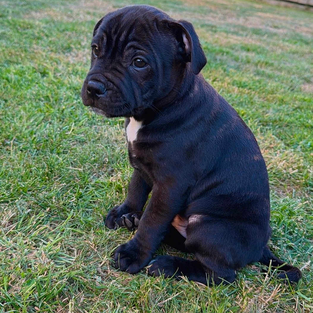 Hermès a rejoint le concours — aidez-le/la à gagner de superbes lots ! puppy, dog, black_dog, grass, outdoor, pet, young_dog, sitting, sunlight, greenery, backyard, nature, cute, animal, canine, fur, small_dog, daylight, playful, domestic_animal