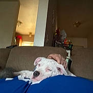 Diamond joined the competition — help win amazing prizes! dog, white_dog, resting, sleepy, blue_shirt, hand, petting, couch, indoor, living_room, furniture, cozy, relaxation, household_items, domestic, comfort, animal, companion, close_up, casual