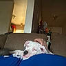 dog, white_dog, resting, sleepy, blue_shirt, hand, petting, couch, indoor, living_room, furniture, cozy, relaxation, household_items, domestic, comfort, animal, companion, close_up, casual