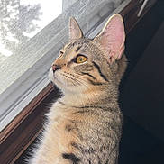 Bella joined the competition — help win amazing prizes! cat, tabby, window, yellow_eyes, fur, whiskers, animal, pet, indoor, curious, side_view, close_up, natural_light, looking_out, ears, mammal, domestic_cat, striped, feline, peaceful
