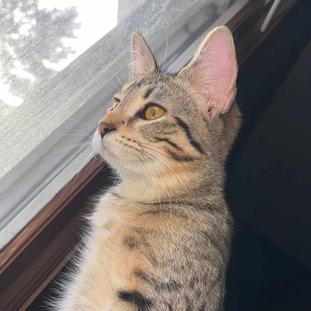 Bella joined the competition — help win amazing prizes! animal, cat, close_up, curious, domestic_cat, ears, feline, fur, indoor, looking_out, mammal, natural_light, peaceful, pet, side_view, striped, tabby, whiskers, window, yellow_eyes