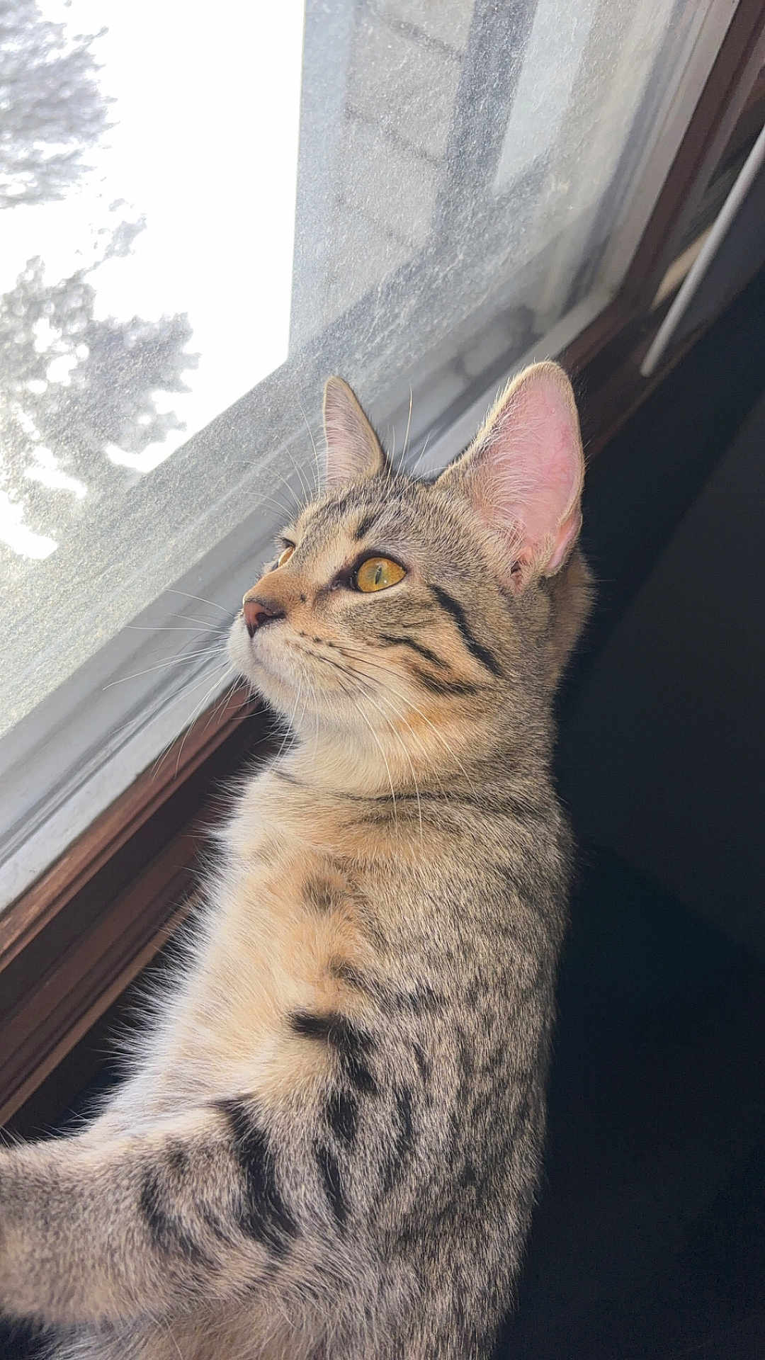 Bella joined the competition — help win amazing prizes! cat, tabby, window, yellow_eyes, fur, whiskers, animal, pet, indoor, curious, side_view, close_up, natural_light, looking_out, ears, mammal, domestic_cat, striped, feline, peaceful