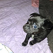 Nyxie joined the competition — help win amazing prizes! adorable, animal, bed, black_dog, blanket, companion, cozy, cute, dog, eyes, face, fur, indoor, looking_up, pet, puppy, quilt, sitting, small_dog, young