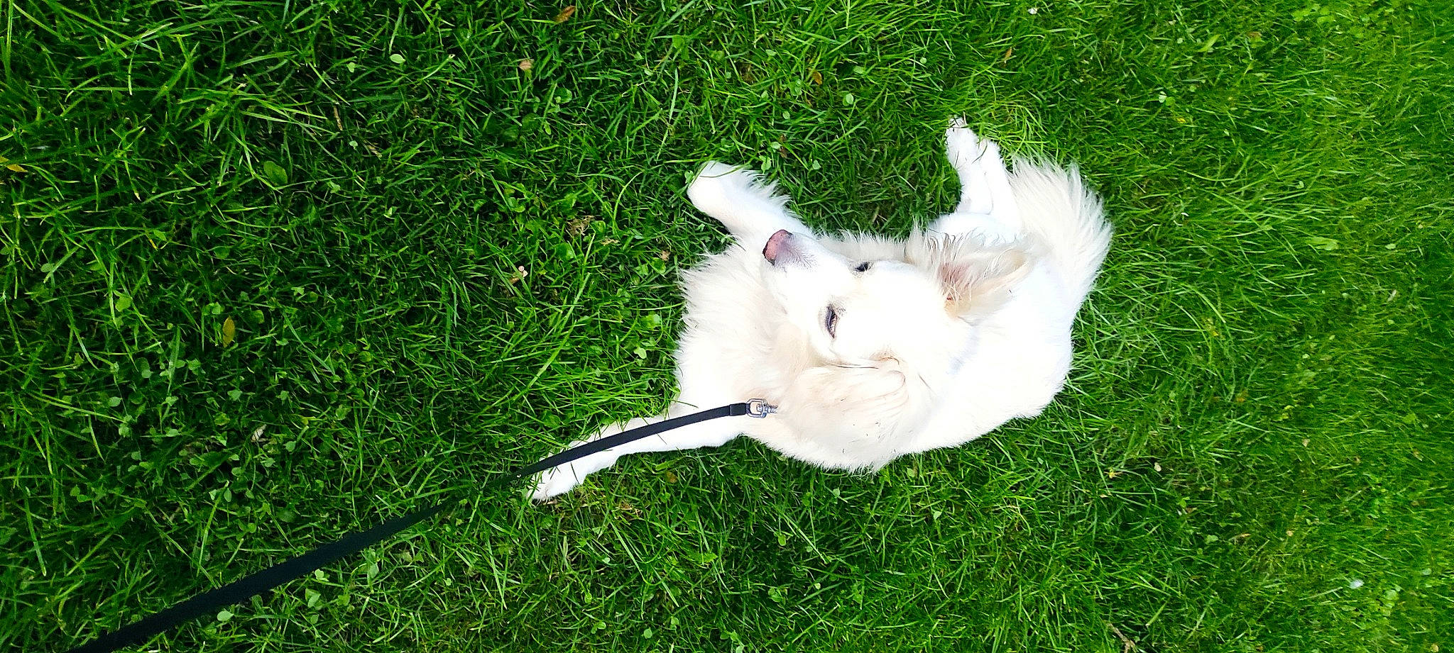 Iron a rejoint le concours — aidez-le/la à gagner de superbes lots ! american_eskimo_dog, beak, carnivore, ciconiiformes, companion_dog, dog_breed, feather, felidae, fur, grass, grassland, groundcover, pasture, plant, seabird, small_to_medium_sized_cats, tail, water_bird, whiskers, wing