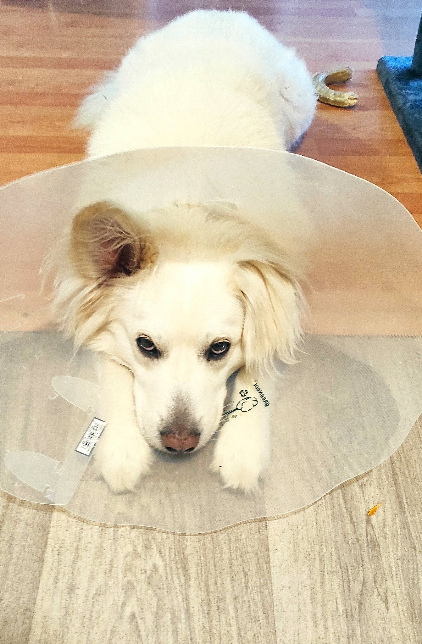 Iron participe au concours pour gagner de l'argent avec cette photo : canidae, carnivore, companion_dog, dog, dog_breed, dog_supply, flooring, fur, gun_dog, happy, hardwood, paw, pet_supply, small_greek_domestic_dog, snout, sporting_group, toy_dog, whiskers, wood, working_animal