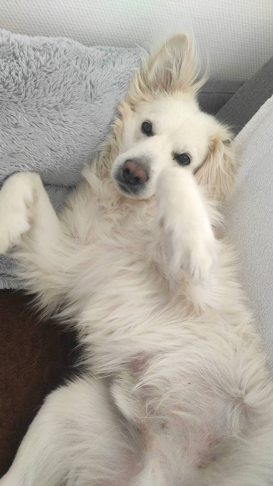 Iron a rejoint le concours — aidez-le/la à gagner de superbes lots ! american_eskimo_dog, canidae, carnivore, companion_dog, dog, dog_breed, ear, eye, fur, german_spitz, head, japanese_spitz, samoyed, snout, spitz, sporting_group, toy_dog, volpino_italiano, whiskers, working_animal