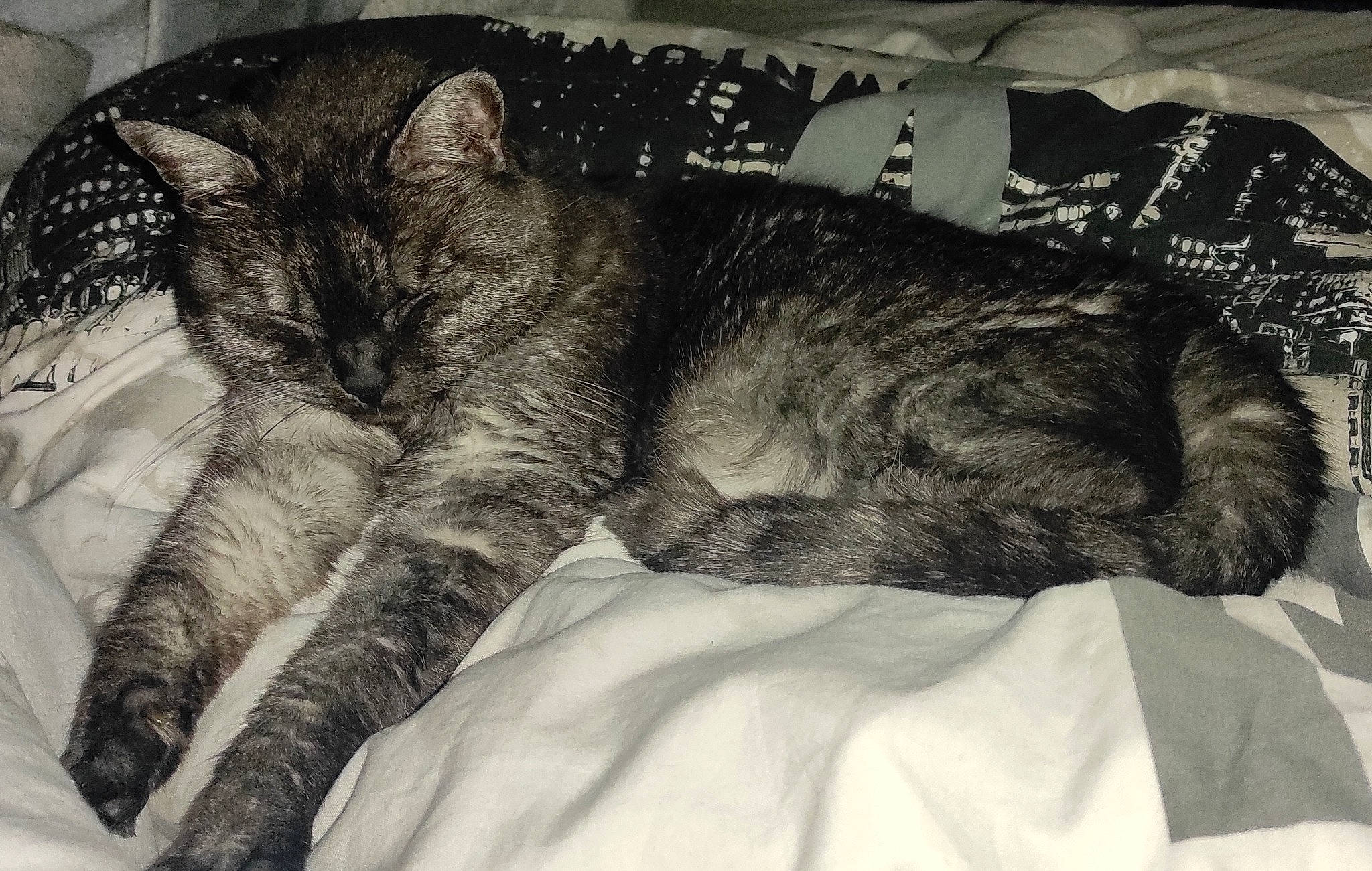 Esmeralda participe au concours pour gagner de l'argent avec cette photo : carnivore, cat, claw, comfort, domestic_short_haired_cat, felidae, fur, grey, linens, mammal, monochrome, monochrome_photography, nap, paw, sleep, small_to_medium_sized_cats, snout, tail, vertebrate, whiskers