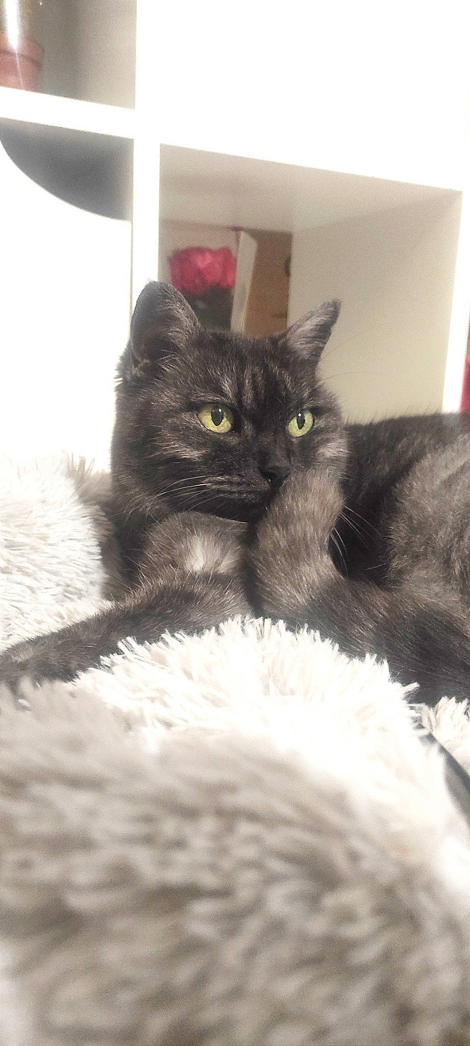 Esmeralda a rejoint le concours — aidez-le/la à gagner de superbes lots ! black_cat, carnivore, cat, cat_supply, claw, comfort, domestic_short_haired_cat, felidae, fur, grey, monochrome, monochrome_photography, paw, small_to_medium_sized_cats, snout, tail, whiskers