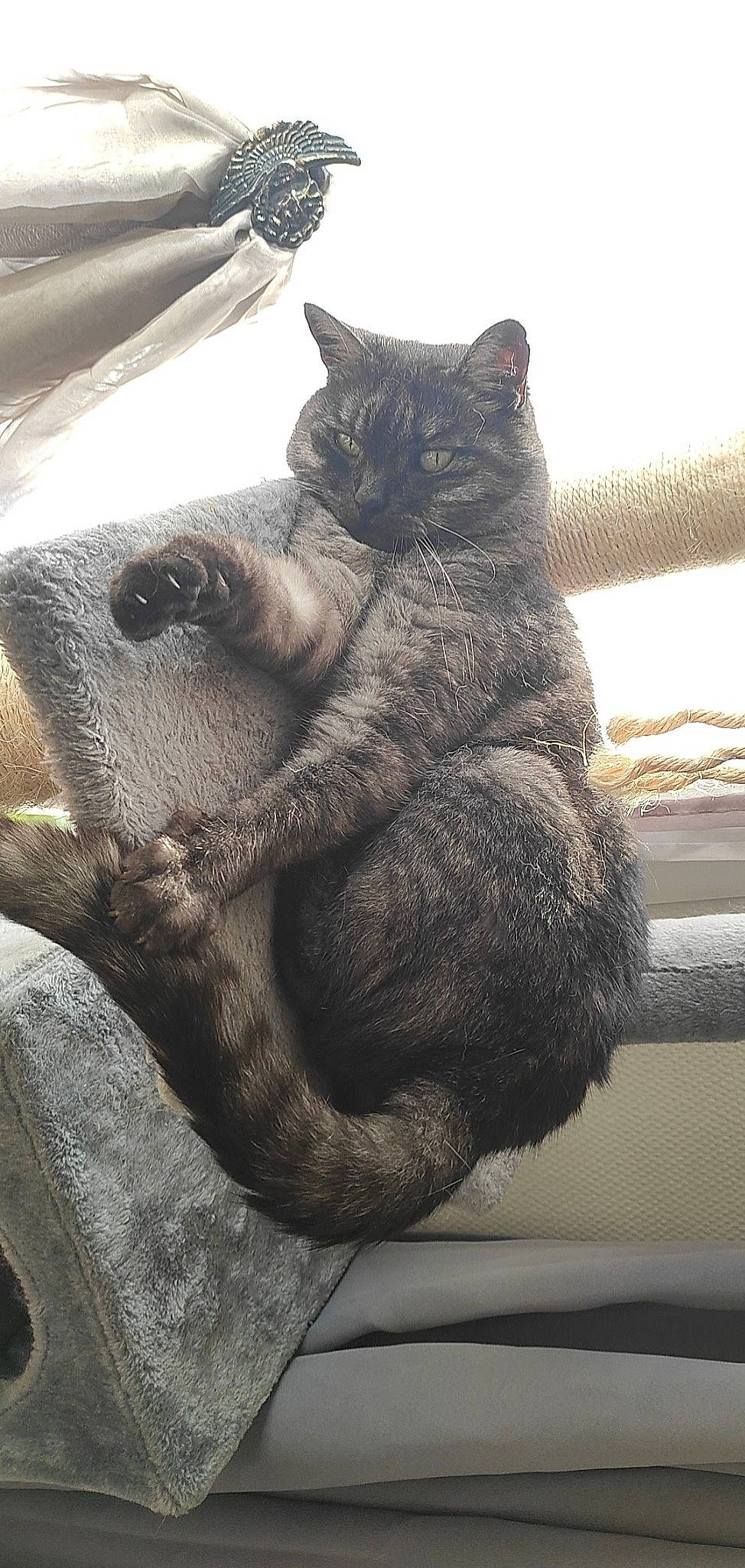 Esmeralda a rejoint le concours — aidez-le/la à gagner de superbes lots ! art, cat, claw, comfort, domestic_short_haired_cat, felidae, fur, grey, mammal, metal, nap, paw, sculpture, sitting, small_to_medium_sized_cats, snout, tail, terrestrial_animal, whiskers, wood