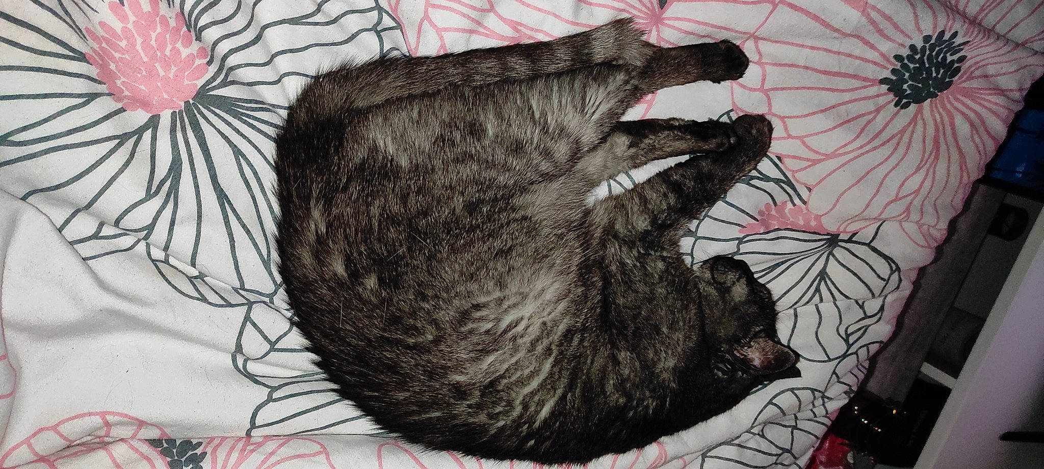 Esmeralda a rejoint le concours — aidez-le/la à gagner de superbes lots ! art, canidae, carnivore, cat, claw, dog_breed, domestic_short_haired_cat, drawing, felidae, fur, gesture, illustration, painting, small_to_medium_sized_cats, snout, sporting_group, tail, visual_arts, whiskers, working_animal