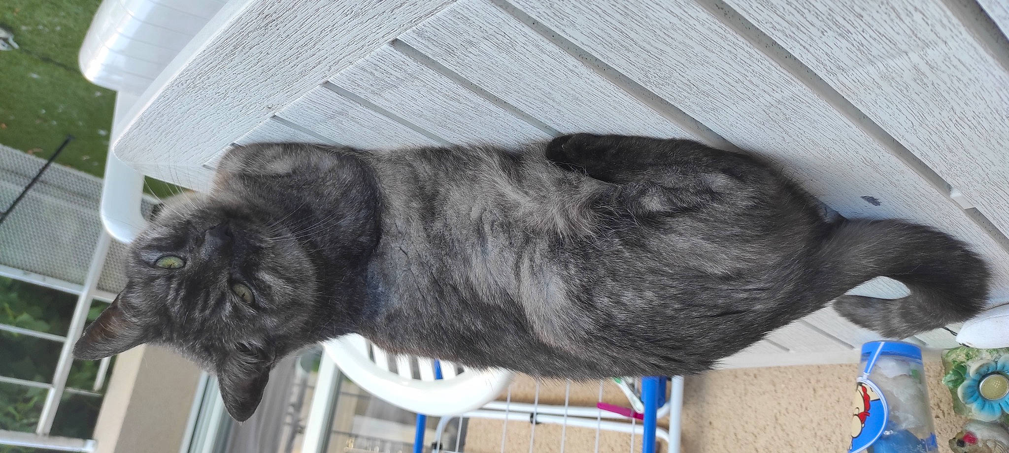 Esmeralda a rejoint le concours — aidez-le/la à gagner de superbes lots ! canidae, carnivore, cat, claw, collar, comfort, dog_breed, domestic_short_haired_cat, felidae, fur, gesture, grey, small_to_medium_sized_cats, snout, sporting_group, tail, terrestrial_animal, whiskers, wood, working_animal