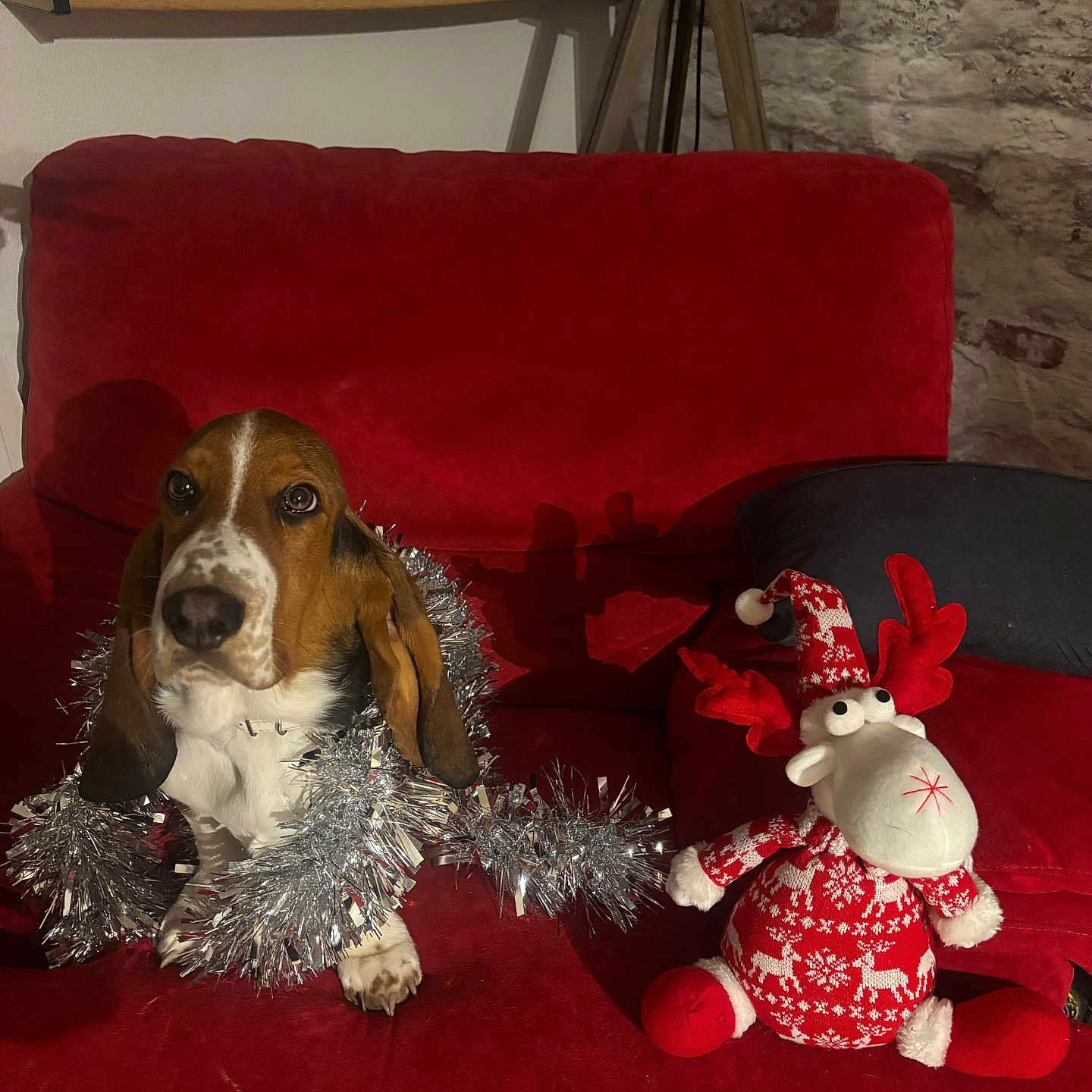 Amana a rejoint le concours — aidez-le/la à gagner de superbes lots ! animal, basset_hound, books, bookshelf, christmas, cozy, decor, dog, festive, holiday_decor, indoor, living_room, pet, plush_toy, red_couch, reindeer, sitting, soft_toy, stone_wall, tinsel