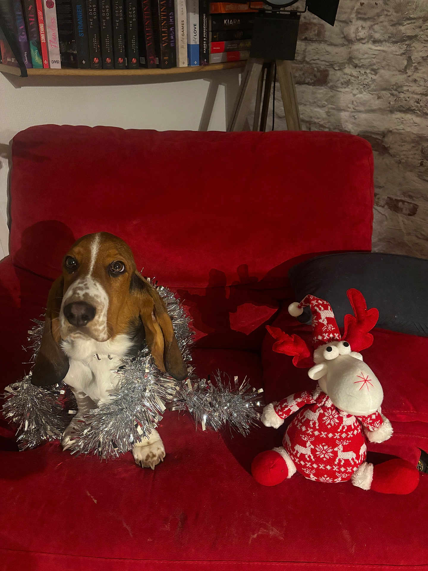 Amana a rejoint le concours — aidez-le/la à gagner de superbes lots ! dog, basset_hound, tinsel, red_couch, plush_toy, reindeer, holiday_decor, indoor, bookshelf, books, stone_wall, cozy, pet, christmas, festive, sitting, decor, living_room, soft_toy, animal