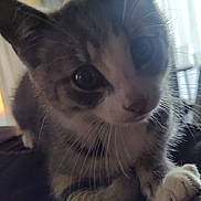 Tommy joined the competition — help win amazing prizes! cat, kitten, close_up, whiskers, curious, indoor, pet, feline, animal, soft_light, blurred_background, paw, tabby, young_cat, cute, face, ears, nose, eyes, fur