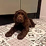 puppy, dog, brown, cute, pet, floor, tile, pattern, indoor, animal, young, fur, laying, looking, adorable, companion, domestic, home, curly_fur, flooring