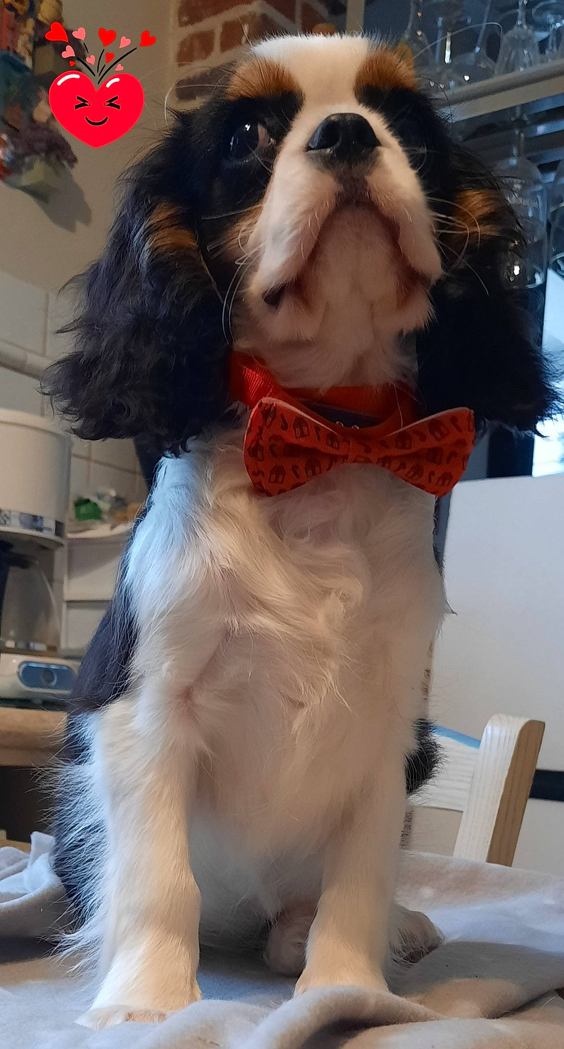 Tempete participe au concours pour gagner de l'argent avec cette photo : bow_tie, canidae, carnivore, cavalier_king_charles_spaniel, chair, companion_dog, costume, dog, dog_breed, dog_supply, formal_wear, fur, giant_dog_breed, king_charles_spaniel, liver, snout, spaniel, sporting_group, toy_dog, working_animal