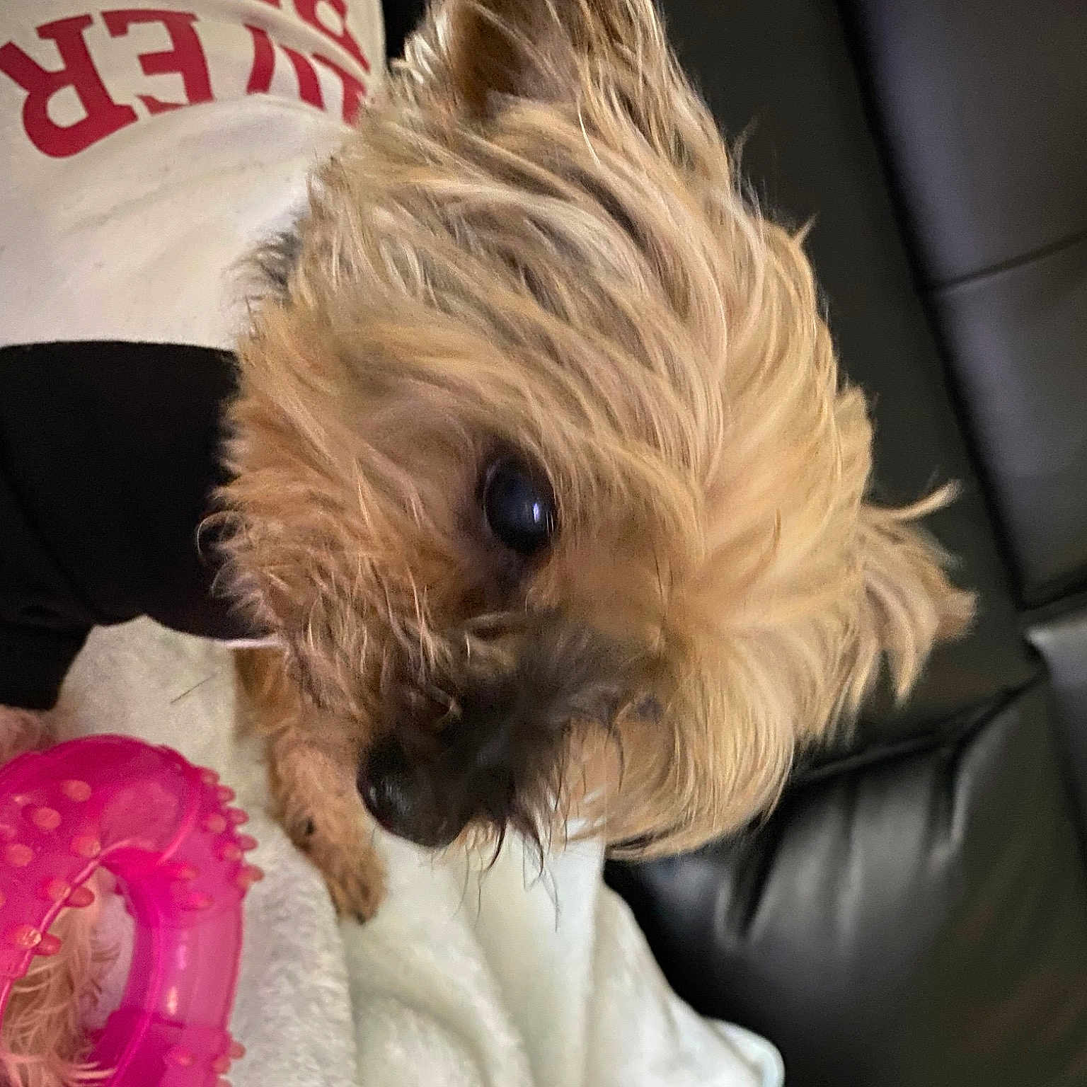 Benjamin joined the competition — help win amazing prizes! canidae, carnivore, comfort, companion_dog, dog, dog_breed, dog_clothes, dog_supply, fawn, fur, maltepoo, poodle_crossbreed, puppy_love, small_terrier, snout, sporting_group, terrier, toy, toy_dog, yorkipoo